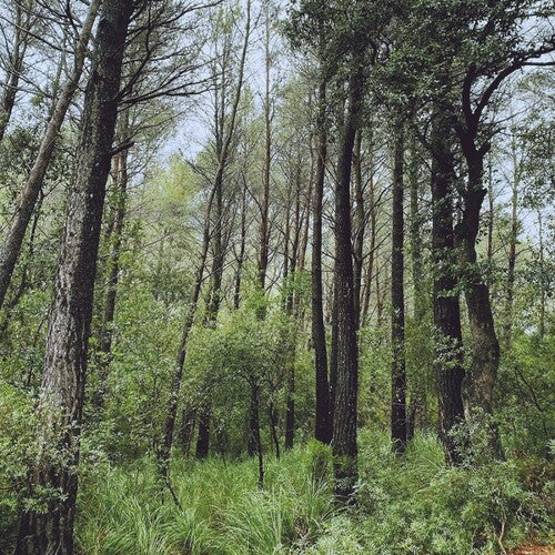 L.A. - Evergreen Oak { vinyl }
