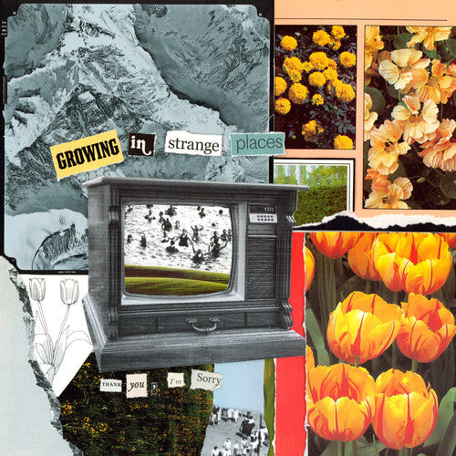 I'm Sorry Thank You - Growing In Strange Places - Orange Crush { vinyl }