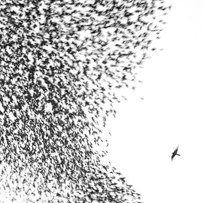 Wilco - Sky Blue Sky [2LP] [180g Half Speed] { vinyl }
